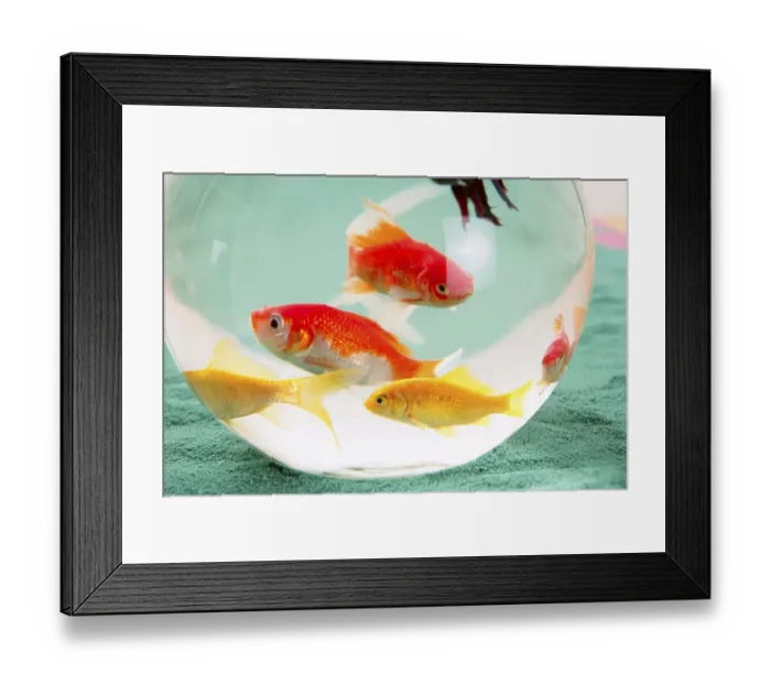 Framed Print : Fishes in a round glass bowl red carps green background Framed Print : Fishes in a round glass bowl red carps green background