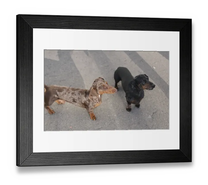 Framed Print : Two dachshunds on a walk, selective focus