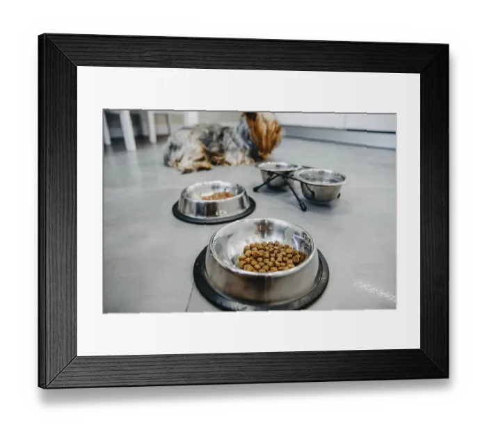 Framed Print : A dog sitting near metal bowls with kibble on a kitchen floor Framed Print : A dog sitting near metal bowls with kibble on a kitchen floor