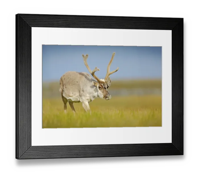 Framed Print : Wild animal from Norway. Reindeer