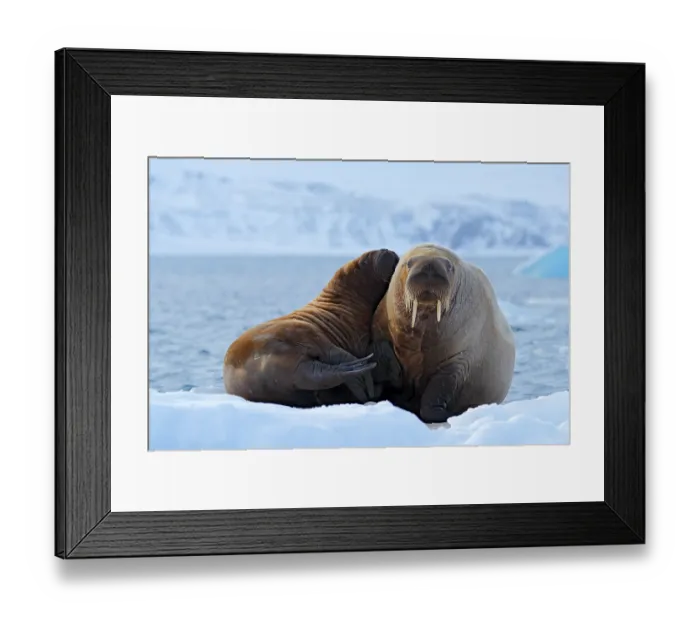 Framed Print : Mother with cub. Young walrus with female