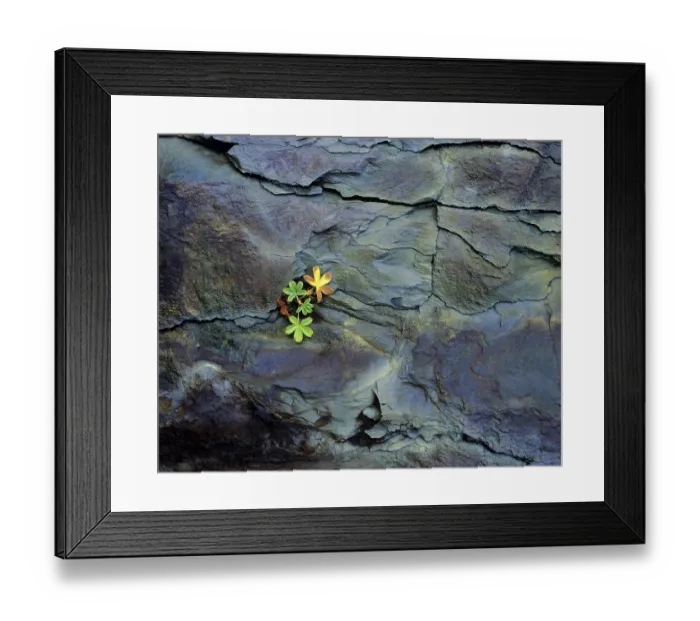 Framed Print : Common lady's mantle (Alchemilla vulgaris) Norway Common lady's mantle (Alchemilla vulgaris) Norway Framed Print : Common lady's mantle (Alchemilla vulgaris) Norway Common lady's mantle (Alchemilla vulgaris) Norway