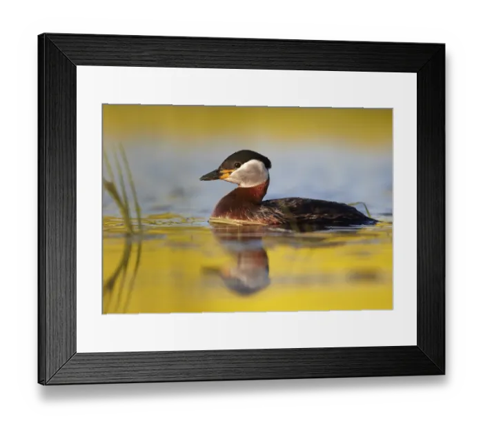 Framed Print : Red-necked Grebe (Podiceps grisegena)