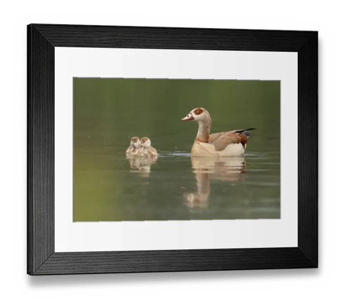 Framed Print : Egyptian Goose (Alopochen aegyptiaca) juvenile