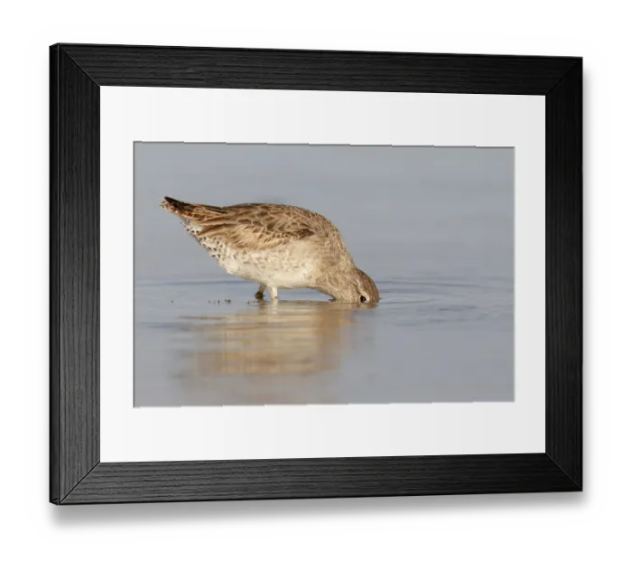 Framed Print : Short-billed Dowitcher (Limnodromus griseus) Framed Print : Short-billed Dowitcher (Limnodromus griseus)