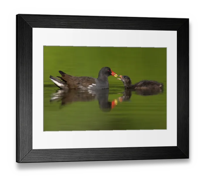 Framed Print : Common Moorhen (Gallinula chloropus) feeding juvenile Framed Print : Common Moorhen (Gallinula chloropus) feeding juvenile