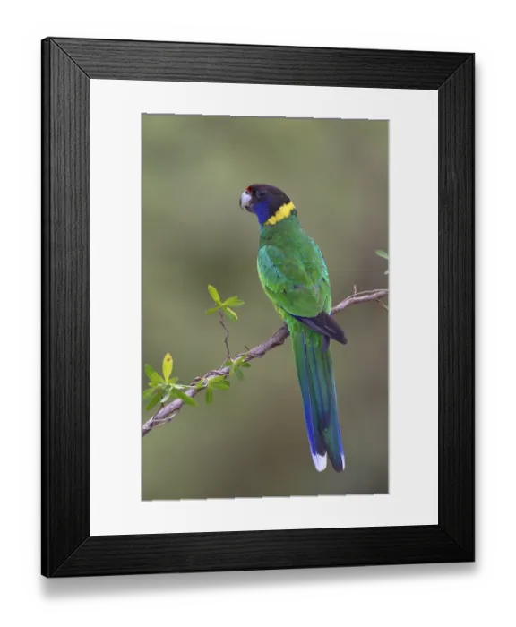 Framed Print : Twenty-eight Parrot (Barnardius zonarius semitorquatus)