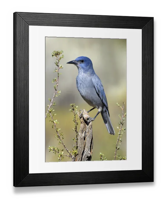 Framed Print : Pinyon Jay (Gymnorhinus cyanocephalus) Framed Print : Pinyon Jay (Gymnorhinus cyanocephalus)