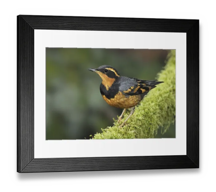 Framed Print : Varied Thrush (Ixoreus naevius) Framed Print : Varied Thrush (Ixoreus naevius)