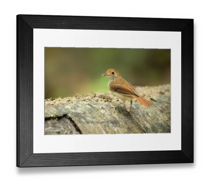 Framed Print : Ferruginous Babbler (Trichastoma bicolor) Framed Print : Ferruginous Babbler (Trichastoma bicolor)