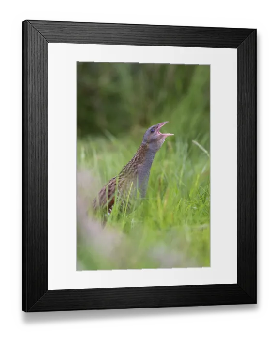 Framed Print : Corn Crake (Crex crex) male calling