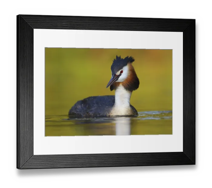 Framed Print : Great Crested Grebe (Podiceps cristatus) Framed Print : Great Crested Grebe (Podiceps cristatus)