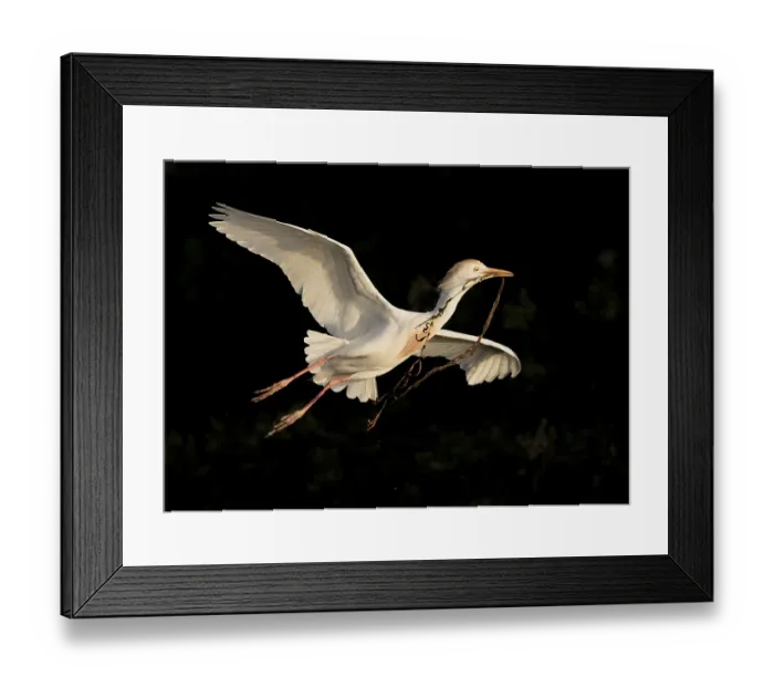 Framed Print : Western Cattle Egret (Bubulcus ibis) female flying with nesting material in beak