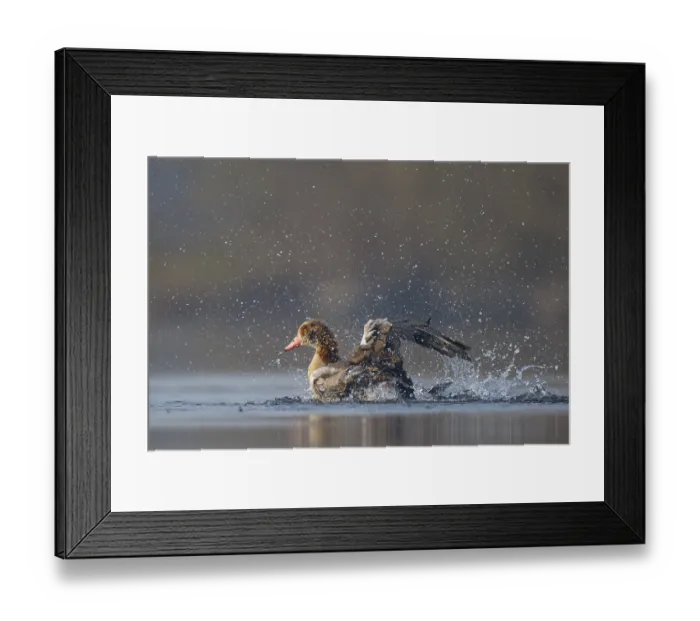 Framed Print : Egyptian Goose (Alopochen aegyptiaca) bathing Framed Print : Egyptian Goose (Alopochen aegyptiaca) bathing