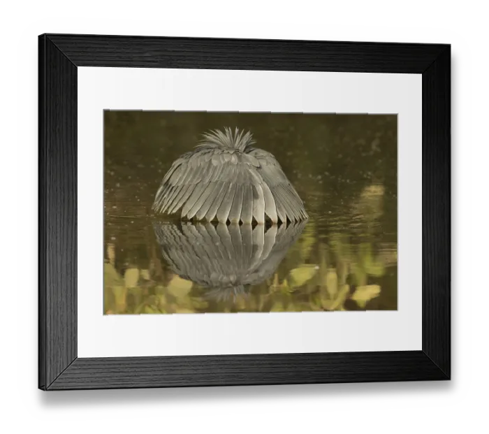 Framed Print : Black Heron (Egretta ardesiaca) foraging