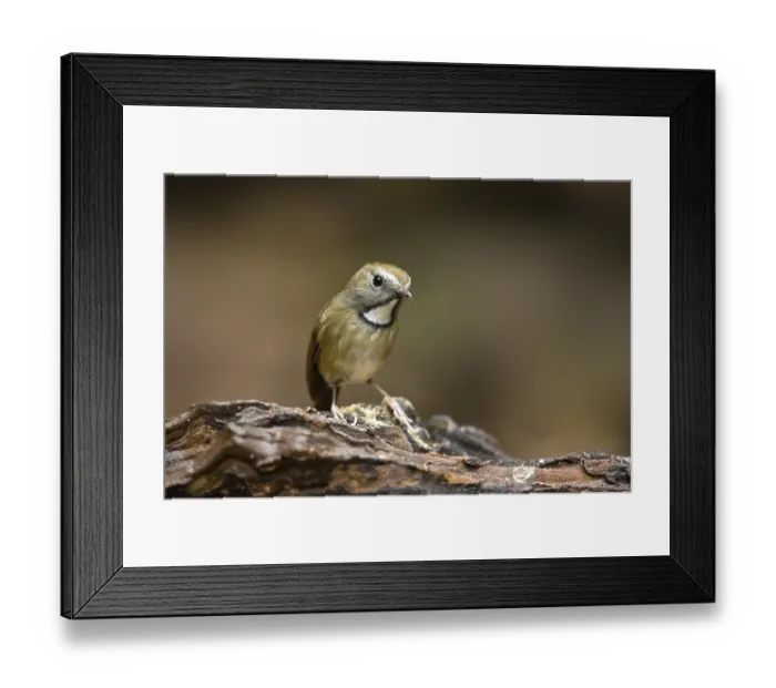 Framed Print : White-gorgeted Flycatcher (Anthipes monileger) Framed Print : White-gorgeted Flycatcher (Anthipes monileger)
