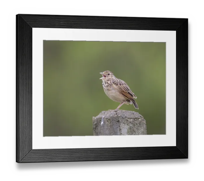 Framed Print : Jerdon's Bush Lark (Mirafra affinis) singing