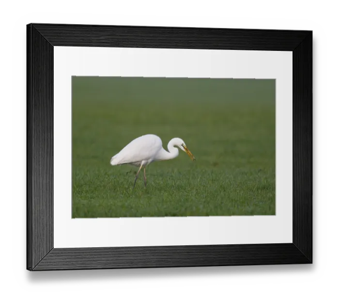 Framed Print : Great Egret (Ardea alba) foraging