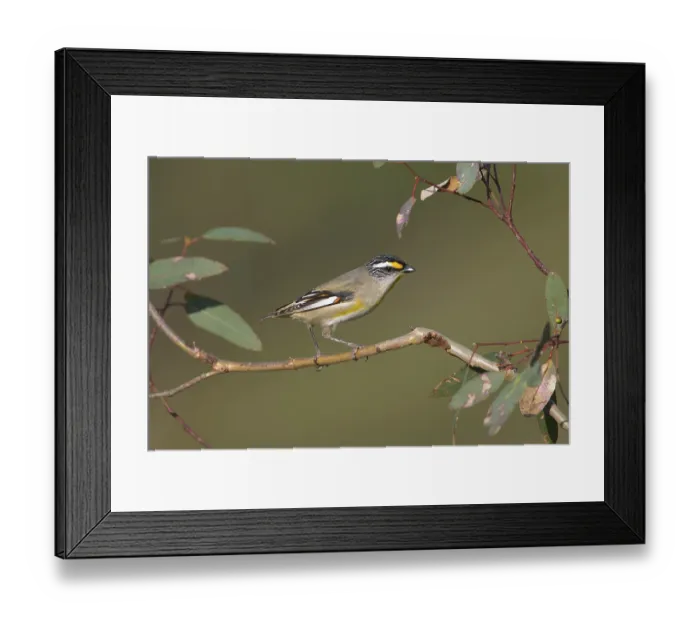 Framed Print : Striated Pardalote (Pardalotus striatus substriatus)