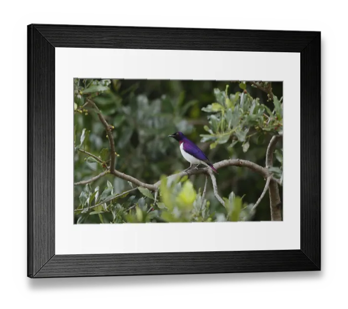 Framed Print : Violet-backed Starling (Cinnyricinclus leucogaster) male Framed Print : Violet-backed Starling (Cinnyricinclus leucogaster) male
