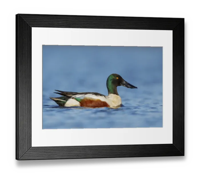 Framed Print : Northern Shoveler (Anas clypeata) in a pond near Nome