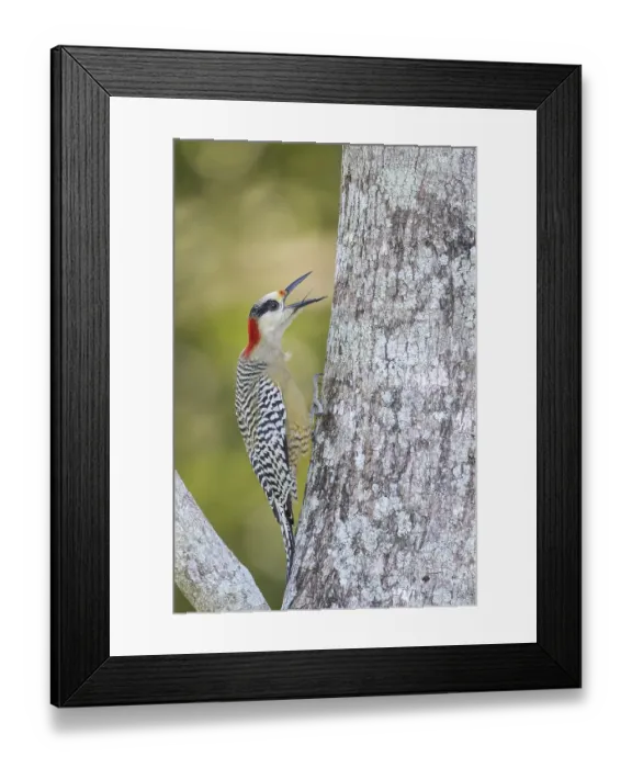 Framed Print : West Indian Woodpecker (Melanerpes superciliaris) perched on a branch in Cuba