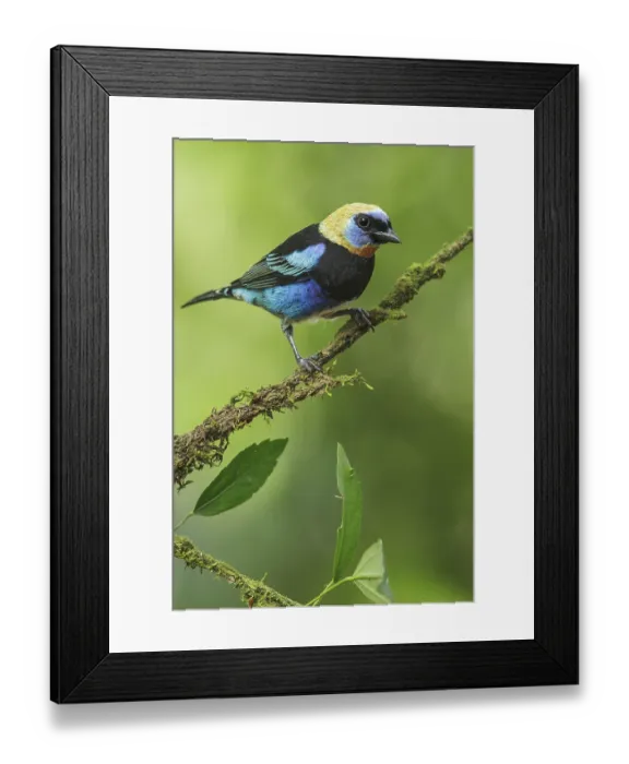 Framed Print : Golden-hooded Tanager (Tanagara larvata) perched on a branch in Costa Rica