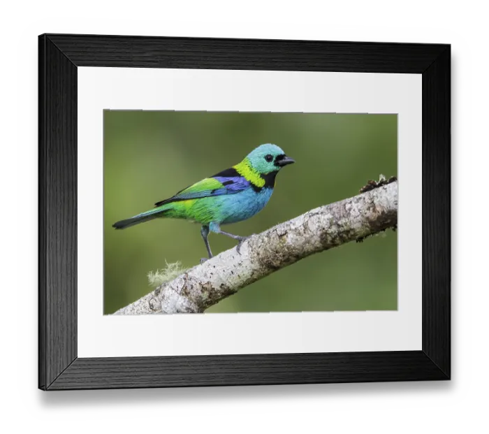 Framed Print : Green-headed Tanager (Tangara seledon) perched on a branch in the Atlantic rainforest of southeast Brazil