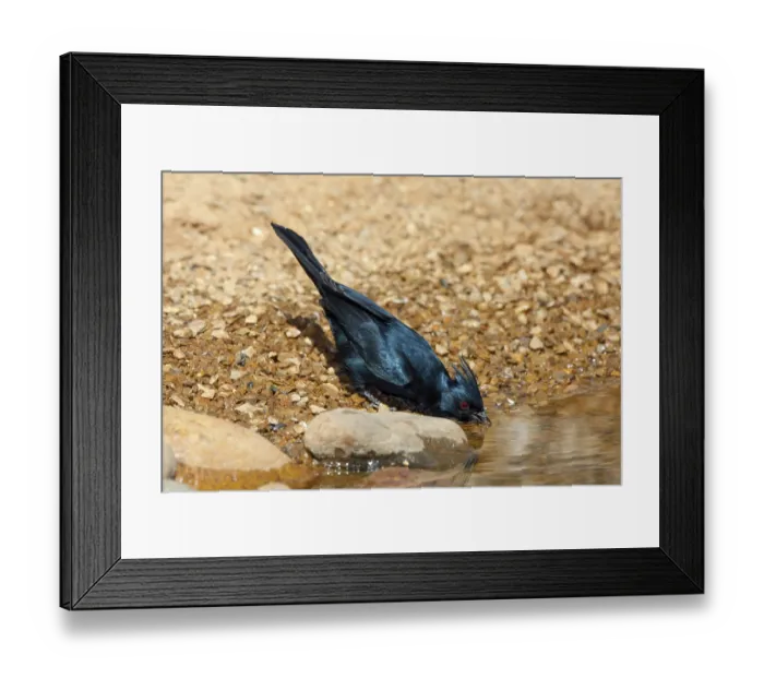 Framed Print : Phainopepla Phainopepla nitens Amado
