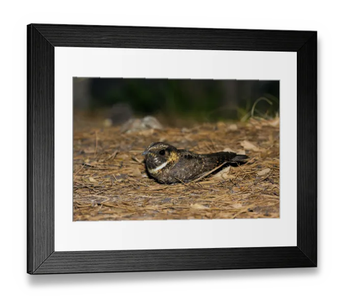 Framed Print : Meixcan Whip-poor-will Antrostomus arizonae Santa Catalina Mountains