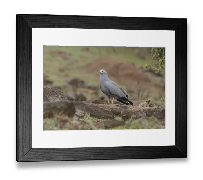 Framed Print : African Harrier-Hawk (Polyboroides typus) Framed Print : African Harrier-Hawk (Polyboroides typus)