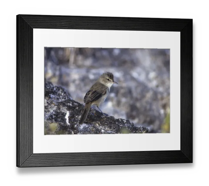 Framed Print : Millerbird, Nihoa Millerbird, Acrocephalus familiarus