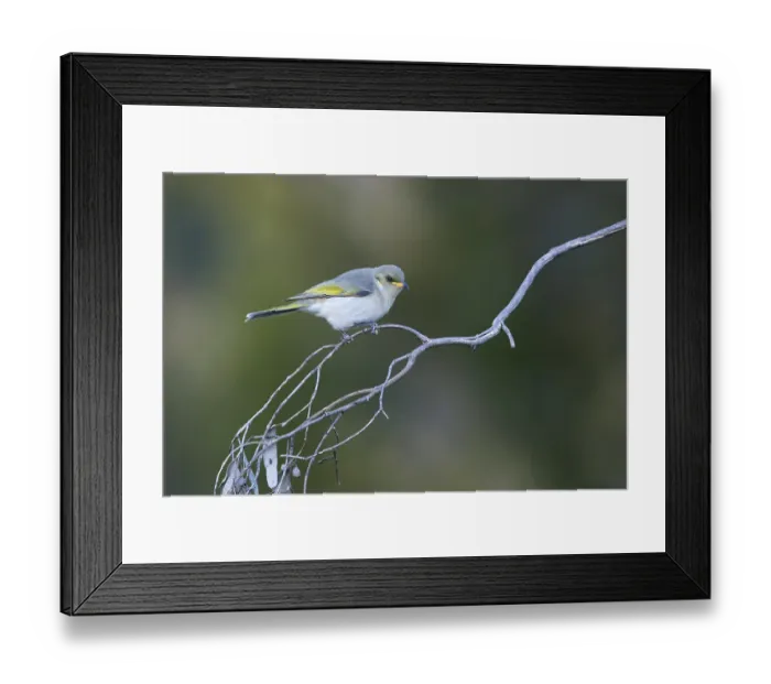 Framed Print : Fuscous Honeyeater (Ptilotula fusca) Framed Print : Fuscous Honeyeater (Ptilotula fusca)