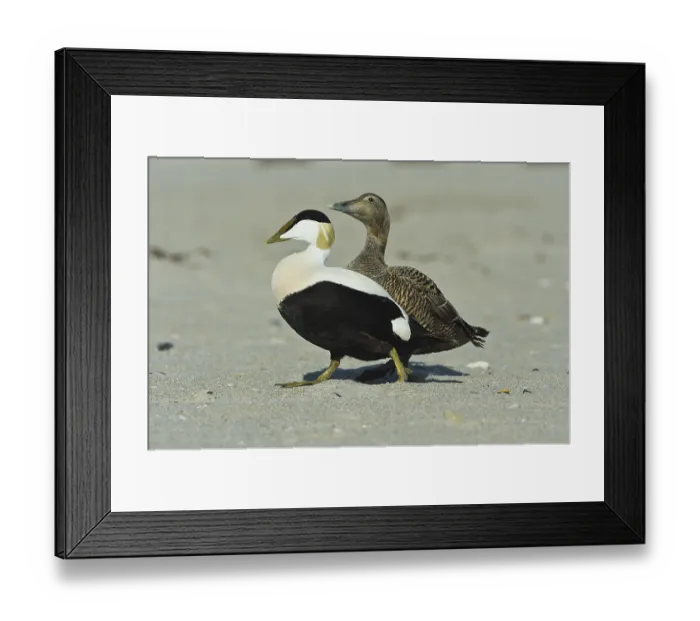 Framed Print : Eiderente (Somateria mollissima) Common Eider