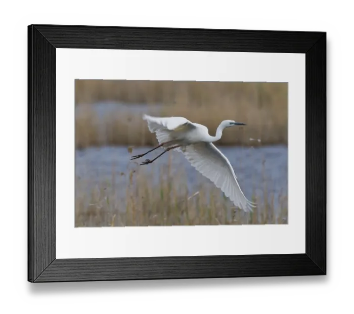 Framed Print : Silberreiher (Casmerodius albus) Great Egret Framed Print : Silberreiher (Casmerodius albus) Great Egret