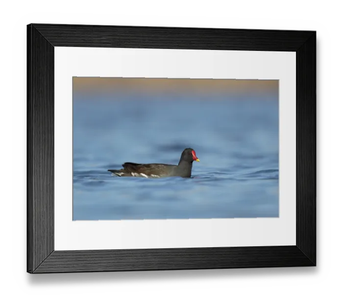 Framed Print : Common Moorhen (Gallinula chloropus)