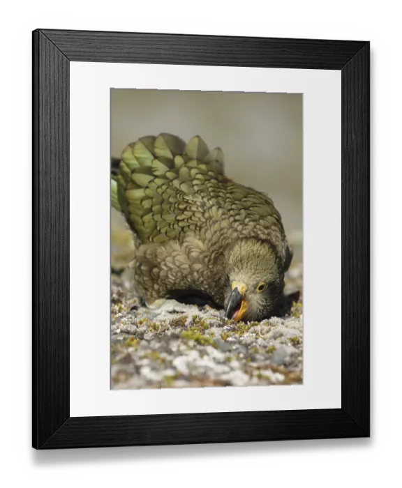 Framed Print : Kea (Nestor notabilis)