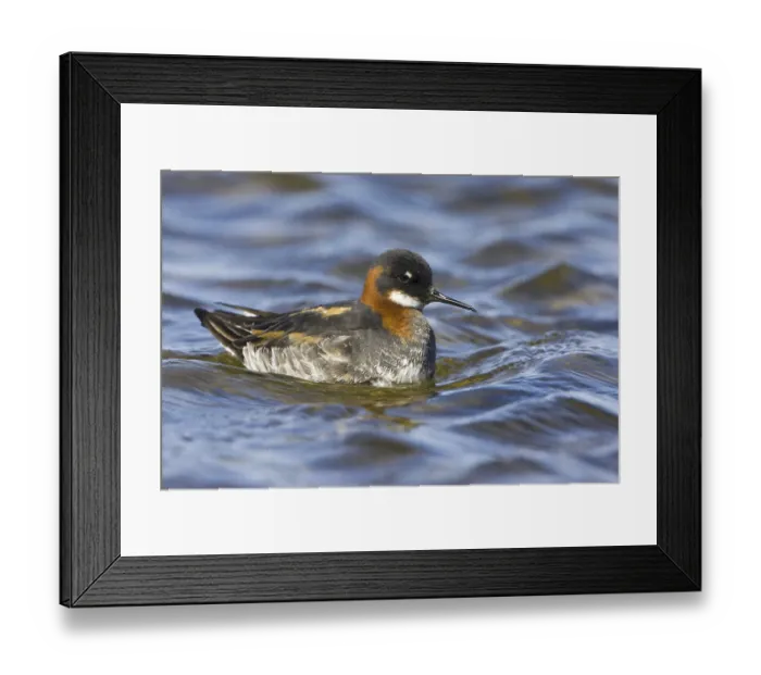 Framed Print : Red-necked Phalarope (Phalaropus lobatus) female