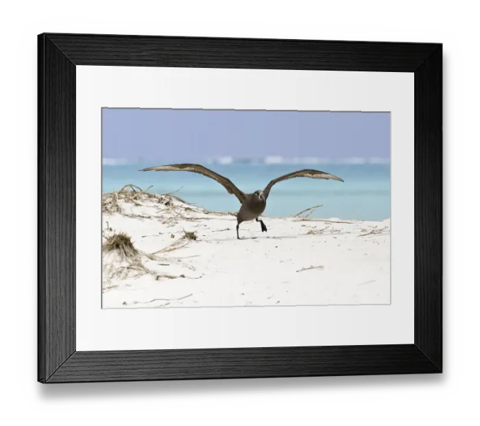 Framed Print : Black-footed Albatross (Phoebastria nigripes)