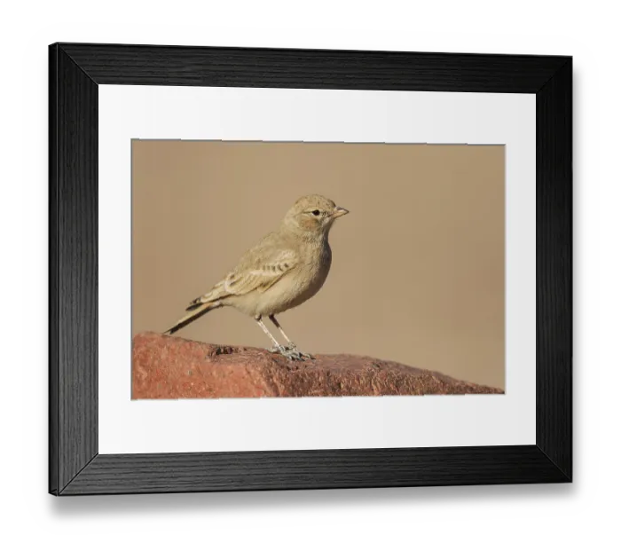 Framed Print : Bar-tailed Lark (Ammomanes cinctura)