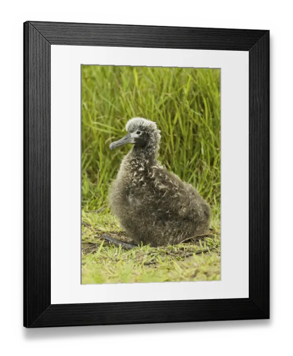 Framed Print : Laysan Albatross (Phoebastria immutabilis)