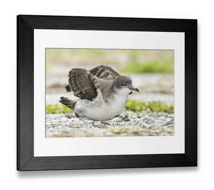Framed Print : Wedge-tailed Shearwater (Ardenna pacifica) Framed Print : Wedge-tailed Shearwater (Ardenna pacifica)