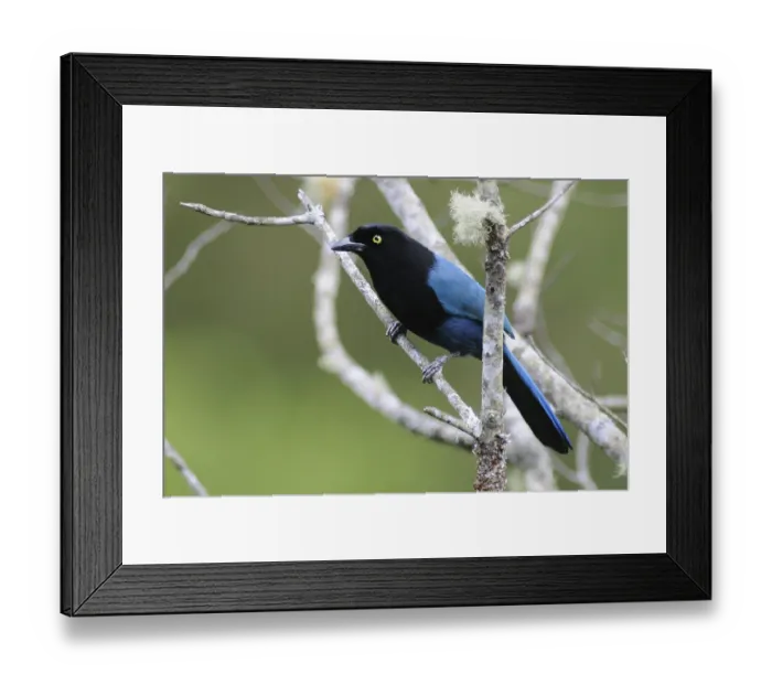 Framed Print : Bushy-crested Jay (Cyanocorax melanocyaneus)