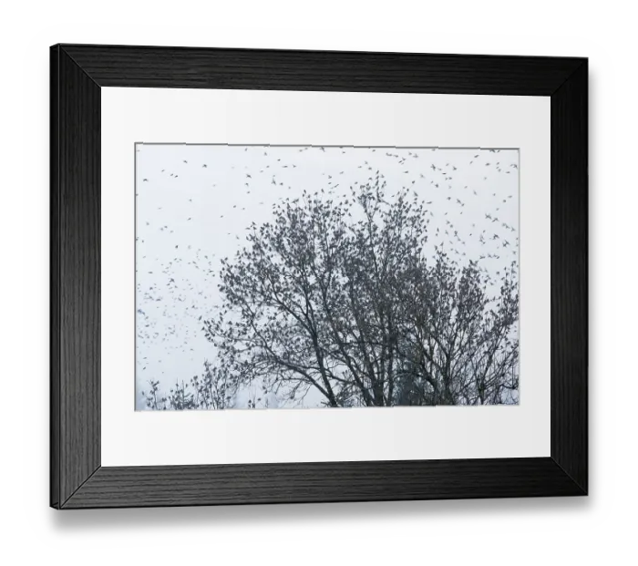 Framed Print : Brambling (Fringilla montifringilla) invasion