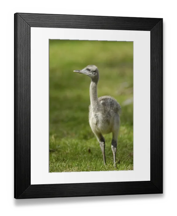 Framed Print : Gewoehnlicher Nandu (Rhea americana)