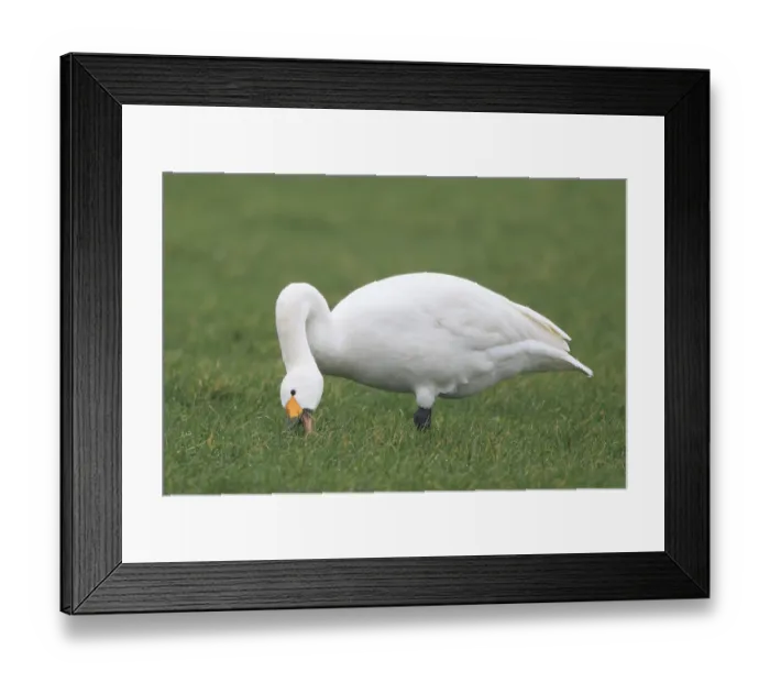 Framed Print : Tundra Swan (Cygnus columbianus bewickii)