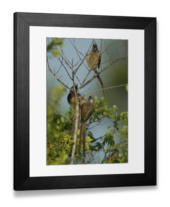 Framed Print : Speckled Mousebird (Colius striatus)