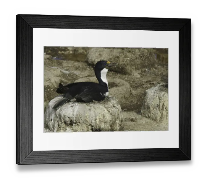 Framed Print : Imperial Shag (Leucocarbo atriceps) Framed Print : Imperial Shag (Leucocarbo atriceps)