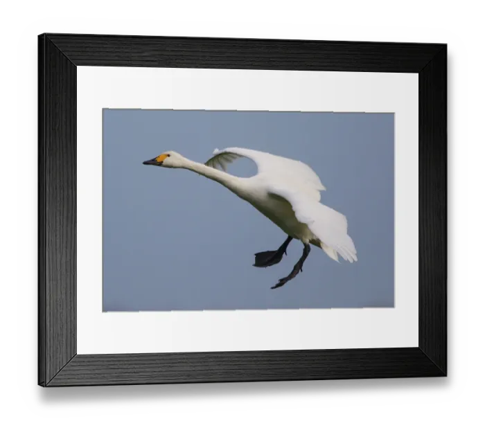 Framed Print : Tundra Swan (Cygnus columbianus bewickii) flying