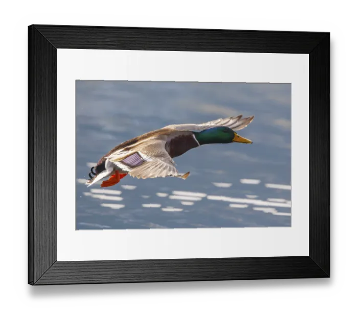 Framed Print : Mallard (Anas platyrhynchos) male flying